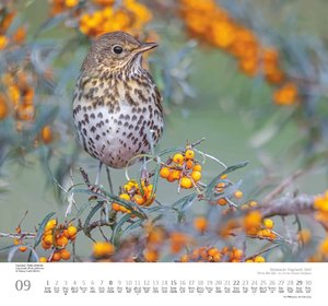 Heimische Vogelwelt 2024 - DUMONT Wandkalender - mit den wichtigsten Feiertagen - Format 38,0 x 35,5 cm
