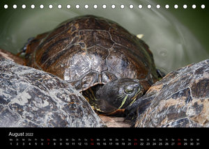 Wasserschildkröten (Tischkalender 2022 DIN A5 quer)
