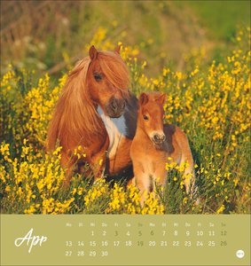 Pferde Postkartenkalender 2026