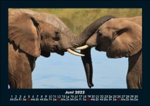 Elefanten Kalender 2022 Fotokalender DIN A5