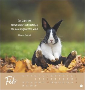 Never give up! Postkartenkalender 2024. Süße Tiere in einem Postkarten-Fotokalender mit motivierenden Botschaften. Kleiner Kalender zum Aufstellen und Aufhängen.