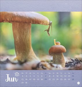 Vadim Trunov: Märchenhaftes Waldleben Postkartenkalender 2026