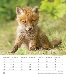 Tierkinder 2023 - Wand-Kalender - 30x34