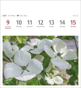 Blumenpracht Postkartenkalender 2025 - Wochenkalender mit 53 Postkarten