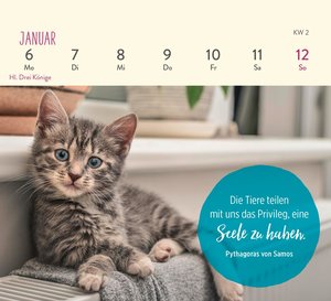 Mini-Wochenkalender 2025: Für Katzenfreunde