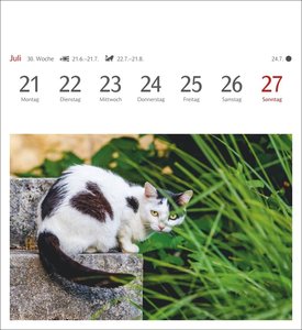 Katzen Postkartenkalender 2025