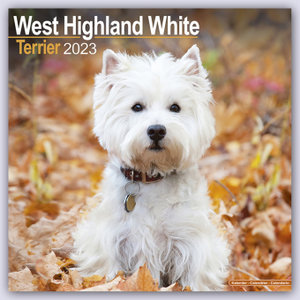 West Highland White Terrier - Westies 2023 - 16-Monatskalender