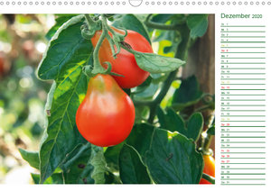 Tomaten, Paradeiser, Liebesäpfel