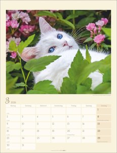 Katzen auf dem Lande Kalender 2026