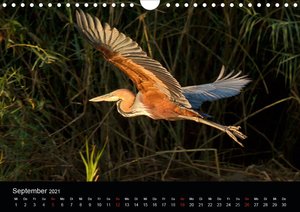 Botswanas Vogelwelt (Wandkalender 2021 DIN A4 quer)