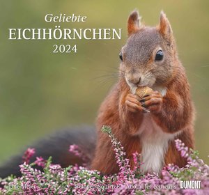 Geliebte Eichhörnchen 2024 - DUMONT Wandkalender - mit den wichtigsten Feiertagen - Format 38,0 x 35,5 cm