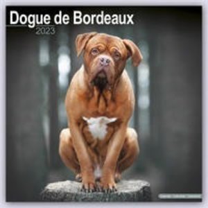 Dogue de Bordeaux - Bordeauxdoggen 2023 - 16-Monatskalender