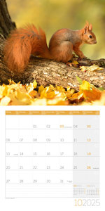 Eichhörnchen Kalender 2025 - 30x30