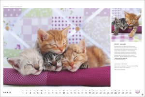 Whiskas Katzenkalender 2026