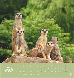 Erdmännchen Postkartenkalender 2026