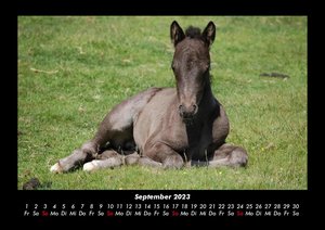 Tierkalender 2023 Fotokalender DIN A3