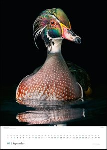 Tim Flach: Vögel 2023 – Posterkalender von DUMONT– Vogel-Porträts von Tim Flach – Poster-Format 50 x 70 cm