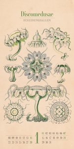 Kunst-Formen der Natur - Ernst Haeckel - Kalender 2024