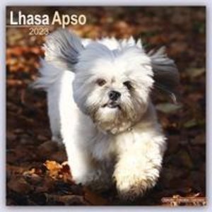 Lhasa Apso - Lhasaterrier 2023 - 16-Monatskalender