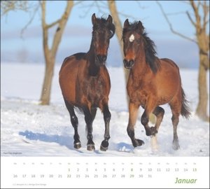 Pferde Bildkalender 2023. Tierkalender für Pferdefreunde. Großer Kalender mit spektakulären Fotos edler Pferde. Wandkalender 2023 Großformat.