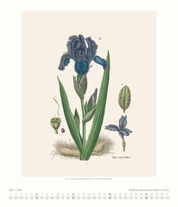 DuMonts Botanisches Kabinett – Zauberhafte Heil- und Gartenpflanzen – Illustriert von F.A. Happe – Kunstkalender 2025 – Wandkalender im Hochformat 34,5 x 40 cm