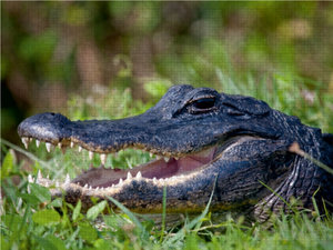 CALVENDO Puzzle Mississippi-Alligator 1000 Teile Puzzle quer