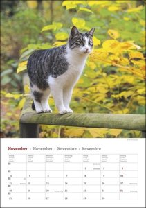 Katzen Kalender 2024. Die beliebten Samtpfoten in einem Wandkalender 2024 zum Eintragen. Dekorativer Kalender mit viel Raum für Termine und Organisatorisches.