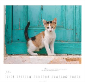Katzen - Diven auf Samtpfoten 2026
