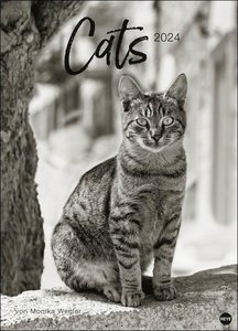 Monika Wegler: Cats Edition 2024. Elegante Samtpfoten in schwarz-weiß in einem XXL-Kalender. Tierkalender 2024 im Großformat. Hochwertiger großer Fotokalender für Katzenfans.