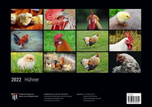Hühner 2022 - Black Edition - Timokrates Kalender, Wandkalender, Bildkalender - DIN A3 (42 x 30 cm)