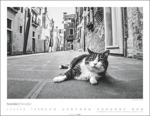 Venedig und die Katzen Kalender 2022