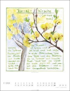 Hildegard von Bingen. Wandkalender 2024 mit Rezepturen der Äbtissin. Bildkalender 2024 gestaltet mit Aquarellen von Ingrid Kleemann. Kunstkalender Hochformat 30x39 cm