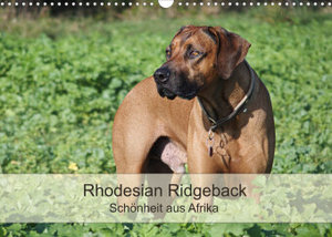 Rhodesian Ridgeback Schönheit aus Afrika (Wandkalender 2023 DIN A3 quer)