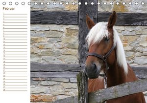 Pferde / Geburtstagskalender /  (AT-Version) (Tischkalender immerwährend DIN A5 quer)