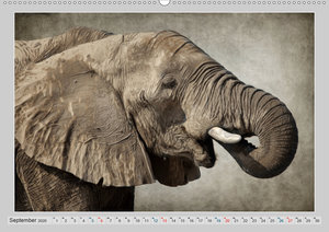 Elefanten - Portraits der besonderen Art (Premium, hochwertiger DIN A2 Wandkalender 2020, Kunstdruck in Hochglanz)