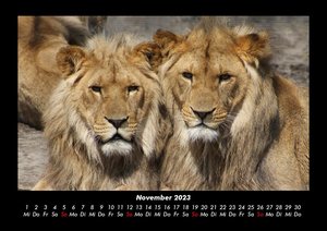 Tierkalender  2023 Fotokalender DIN A3