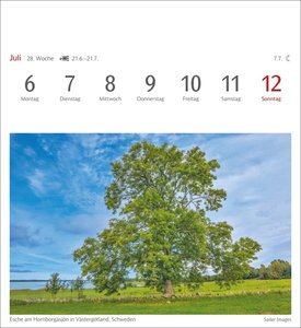 Bäume Postkartenkalender 2026