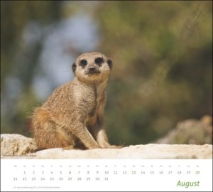 Erdmännchen Bildkalender 2023. Die süßen neugierigen Tiere toll abgelichtet in einem Kalender Großformat. Hochwertiger Fotokalender für Tierfreunde.