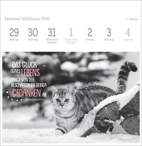 Katzen Weisheiten Premium-Postkartenkalender 2026
