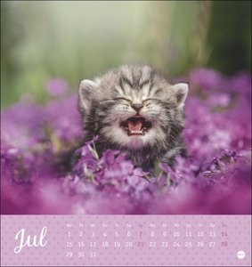 Katzen - Kleine Tiger Postkartenkalender 2024. Entzückende Katzenkinder in einem kleinen Kalender zum Aufhängen oder Aufstellen. Tierischer Postkarten-Fotokalender für Katzenfans.