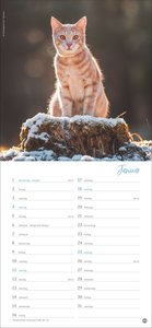 Katzen slim - Auf sanften Pfoten 2026