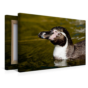 Premium Textil-Leinwand 45 cm x 30 cm quer Humboldt-Pinguin - Spheniscus humboldti