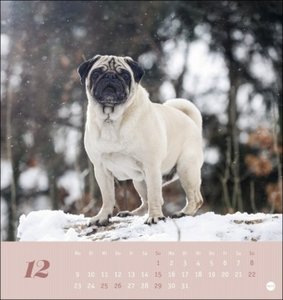 Mops Postkartenkalender 2024. Die kleinen Hunde in einem Postkarten-Fotokalender porträtiert. Kleiner Kalender zum Aufstellen oder Aufhängen für Hundefreunde.