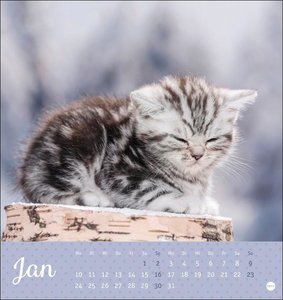 Katzen Postkartenkalender Kleine Tiger 2022