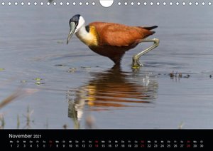 Botswanas Vogelwelt (Wandkalender 2021 DIN A4 quer)