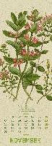 Wildwuchs - Botanische Illustrationen - Graspapier-Kalender 2022
