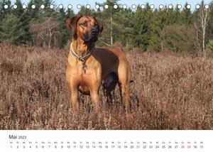 Ridgebacks - Hunde aus Afrika (Tischkalender 2023 DIN A5 quer)