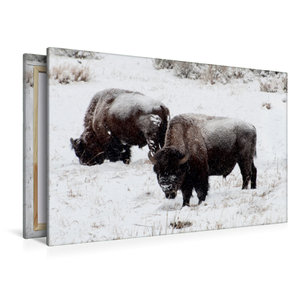 Premium Textil-Leinwand 120 cm x 80 cm quer Bisons am Blacktail Plateau