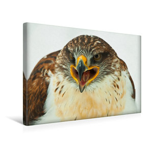 Premium Textil-Leinwand 45 cm x 30 cm quer Koenigsraufussbussard - Buteo regalis