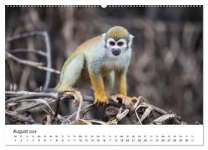Mythos Amazonas - Naturparadies Brasiliens (Wandkalender 2024 DIN A2 quer), CALVENDO Monatskalender